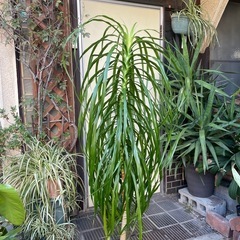 観葉植物　カンボジアーナ　高さ１５７センチの画像