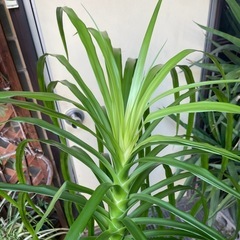 観葉植物　カンボジアーナ　高さ１５７センチの画像