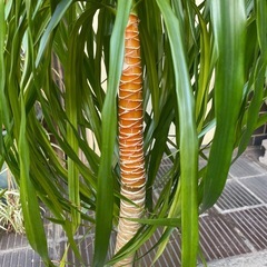 観葉植物　カンボジアーナ　高さ１５７センチの画像