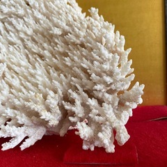 特大サンゴ🪸幅が約35cm！アクアリウム，水槽レイアウトやインテリアとして⭐︎の画像