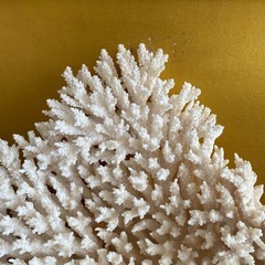 特大サンゴ🪸幅が約35cm！アクアリウム，水槽レイアウトやインテリアとして⭐︎の画像