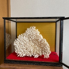 特大サンゴ🪸幅が約35cm！アクアリウム，水槽レイアウトやインテリアとして⭐︎の画像