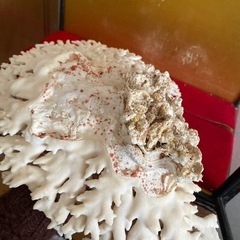 特大サンゴ🪸幅が約35cm！アクアリウム，水槽レイアウトやインテリアとして⭐︎の画像