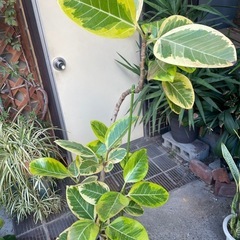 観葉植物　アルテシマ　高さ１５０センチの画像