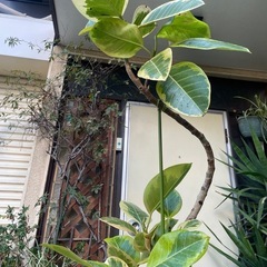 観葉植物　アルテシマ　高さ１５０センチの画像