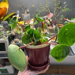 観葉植物　ペペロミア　スイカぺぺの画像