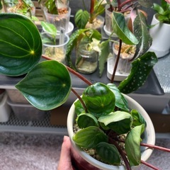 観葉植物　ペペロミア　スイカぺぺの画像