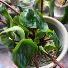 観葉植物　ペペロミア　スイカぺぺの画像