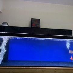 今週限り180cm大型水槽フルセット の画像