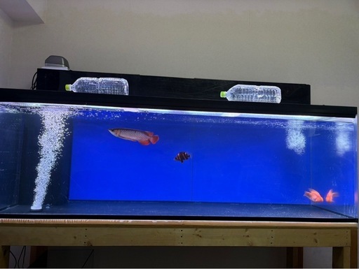 今週限り180cm大型水槽フルセット