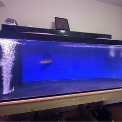 今週限り180cm大型水槽フルセット の画像