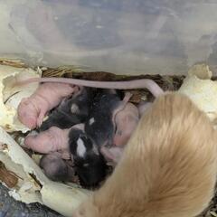 カラーマウス　ベビー