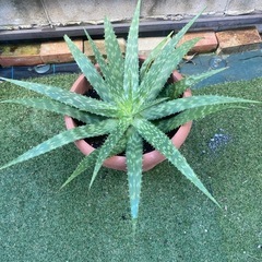 アロエ　鉢付きの画像
