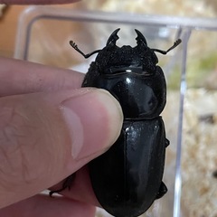 スマトラオオヒラタ成虫ペアの画像