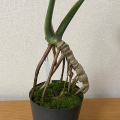 モンステラ　デリシオーサ　根上がり　盆栽風仕立ての画像
