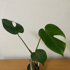モンステラ　デリシオーサ　根上がり　盆栽風仕立ての画像