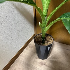 観葉植物・ドラゴンスケールの画像