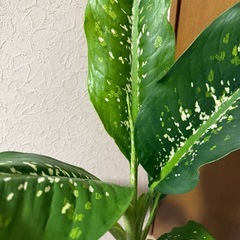 観葉植物・ドラゴンスケールの画像