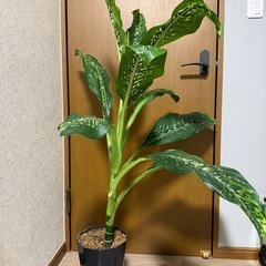 観葉植物・ドラゴンスケールの画像