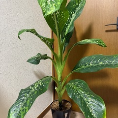 観葉植物・ドラゴンスケールの画像