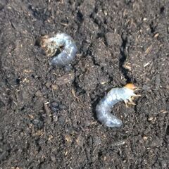 【離島ノコギリ】ヤクシマノコギリクワガタ 幼虫5頭セット販売③ 2025の画像