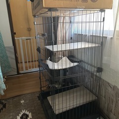 アイリスオオヤマ猫ゲージの画像