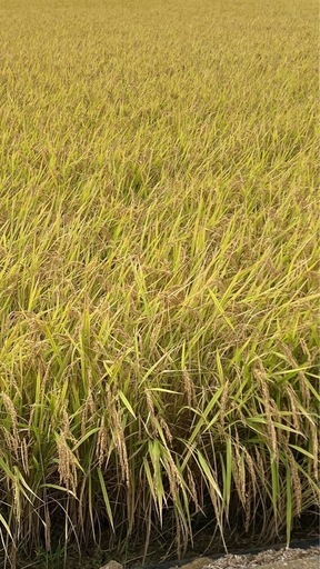 令和7年度産コシヒカリ玄米30キロ⑤