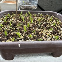 ドラゴンフルーツ苗の画像