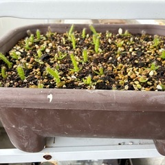 ドラゴンフルーツ苗の画像