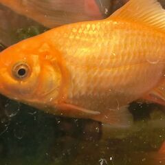 金魚 あげます　の画像
