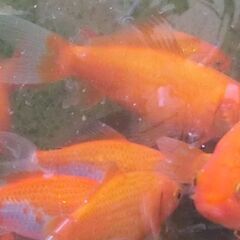 金魚 あげます　の画像