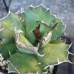 アガベ姫厳竜の画像