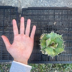 アガベ姫厳竜の画像