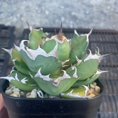 アガベ姫厳竜の画像