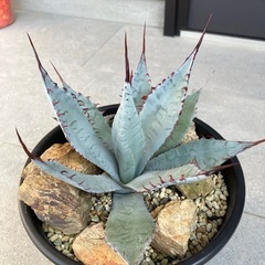 アガベ　屈原の舞扇②の画像