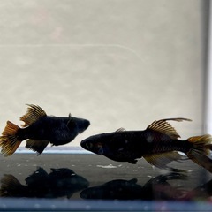 ☆　阿形メダカ　有精卵　☆の画像