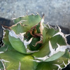 アガベ　魔丸の画像