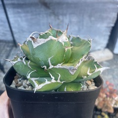 アガベ　魔丸の画像