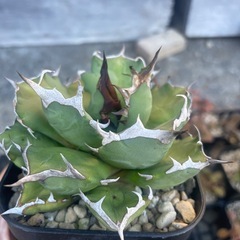 アガベ　姫厳竜
の画像