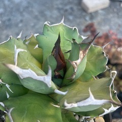 アガベ　姫厳竜
の画像