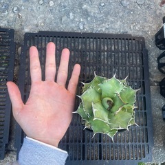 アガベ　姫厳竜
の画像