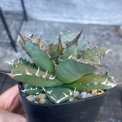 アガベ　姫仁王冠の画像