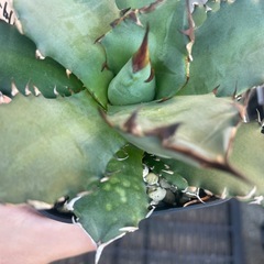 アガベ　姫仁王冠の画像