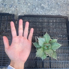 アガベ　姫仁王冠の画像