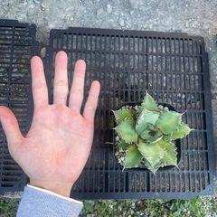 アガベ　姫仁王冠の画像