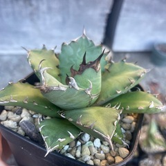 アガベ　姫仁王冠の画像