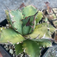 アガベ　姫仁王冠の画像