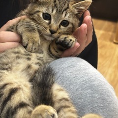 里親さん決まりました！子猫キジトラオス