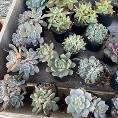 無人販売所　多肉植物の画像