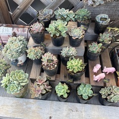無人販売所　多肉植物の画像
